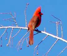 Scarlet bird at our camp at St. David
